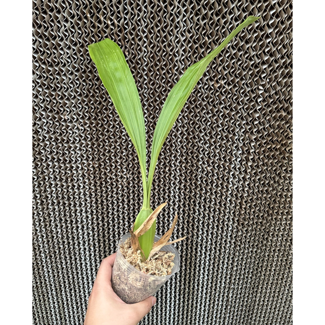 Coelogyne pandurata fragrant green flower rare orchid blooming size division