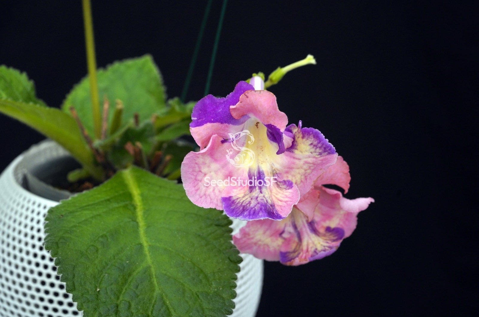 Streptocarpus [DS-2320] | Year-Round Blooms | African Violet-Like