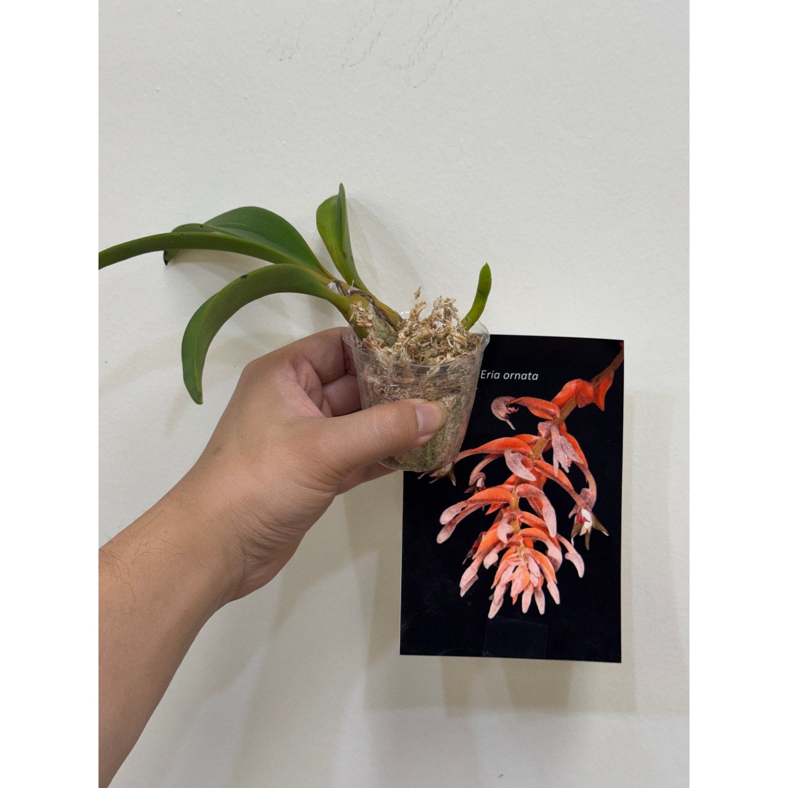Eria ornata Rare collector orchid blooming size