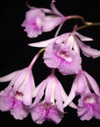 Broughtonia negilensis Rare collector orchid blooming size