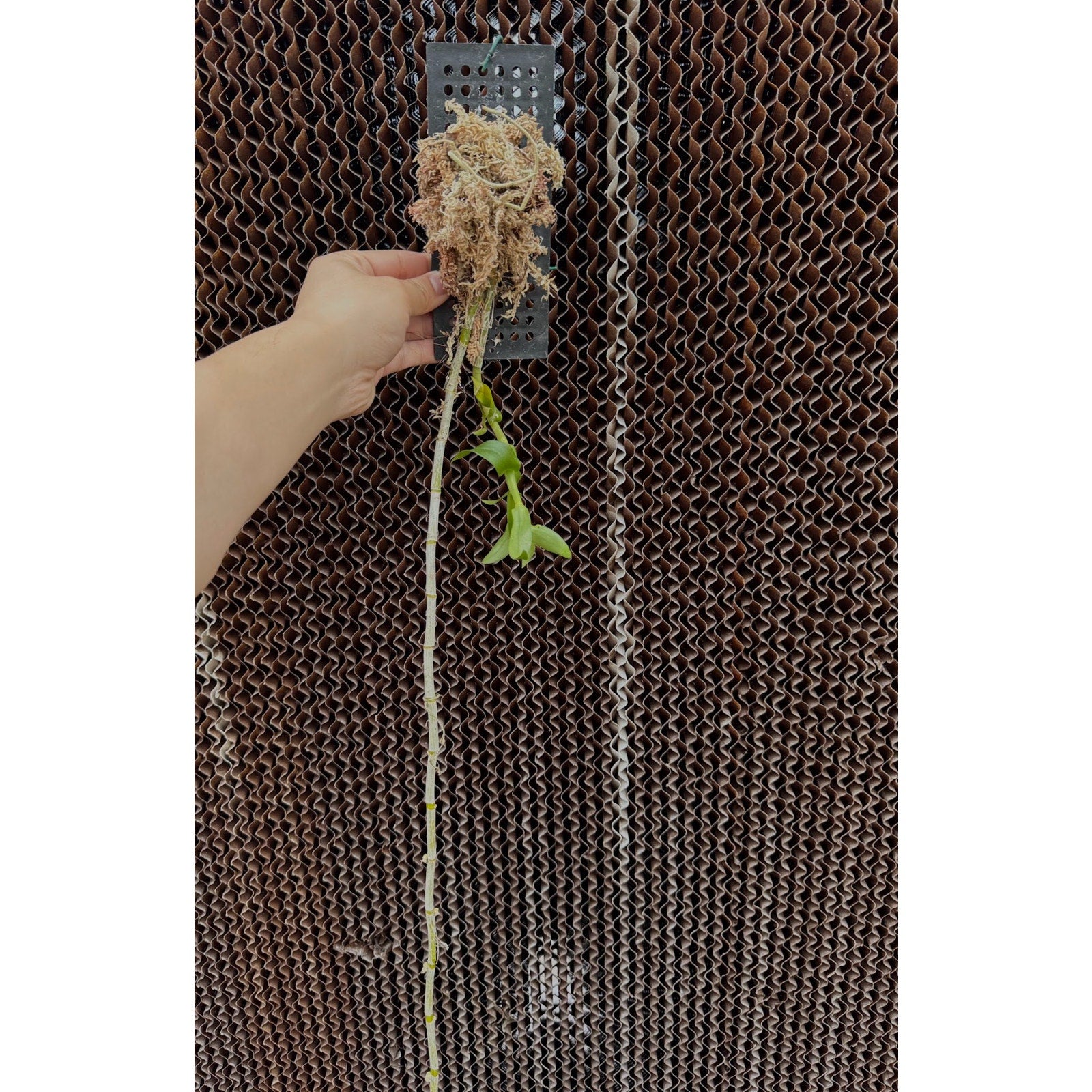 Dendrobium anosmum f.coerulea v.giganteum orchid blooming size Fragrant