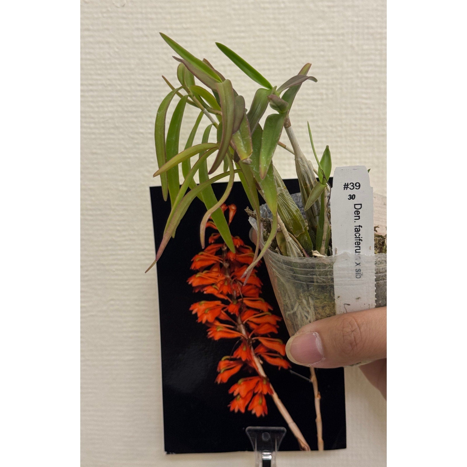 dendrobium faciferum Rare collector orchid blooming size