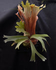 Platycerium willinckii Mature Size US seller RARE tropical plants SEED STUDIO®