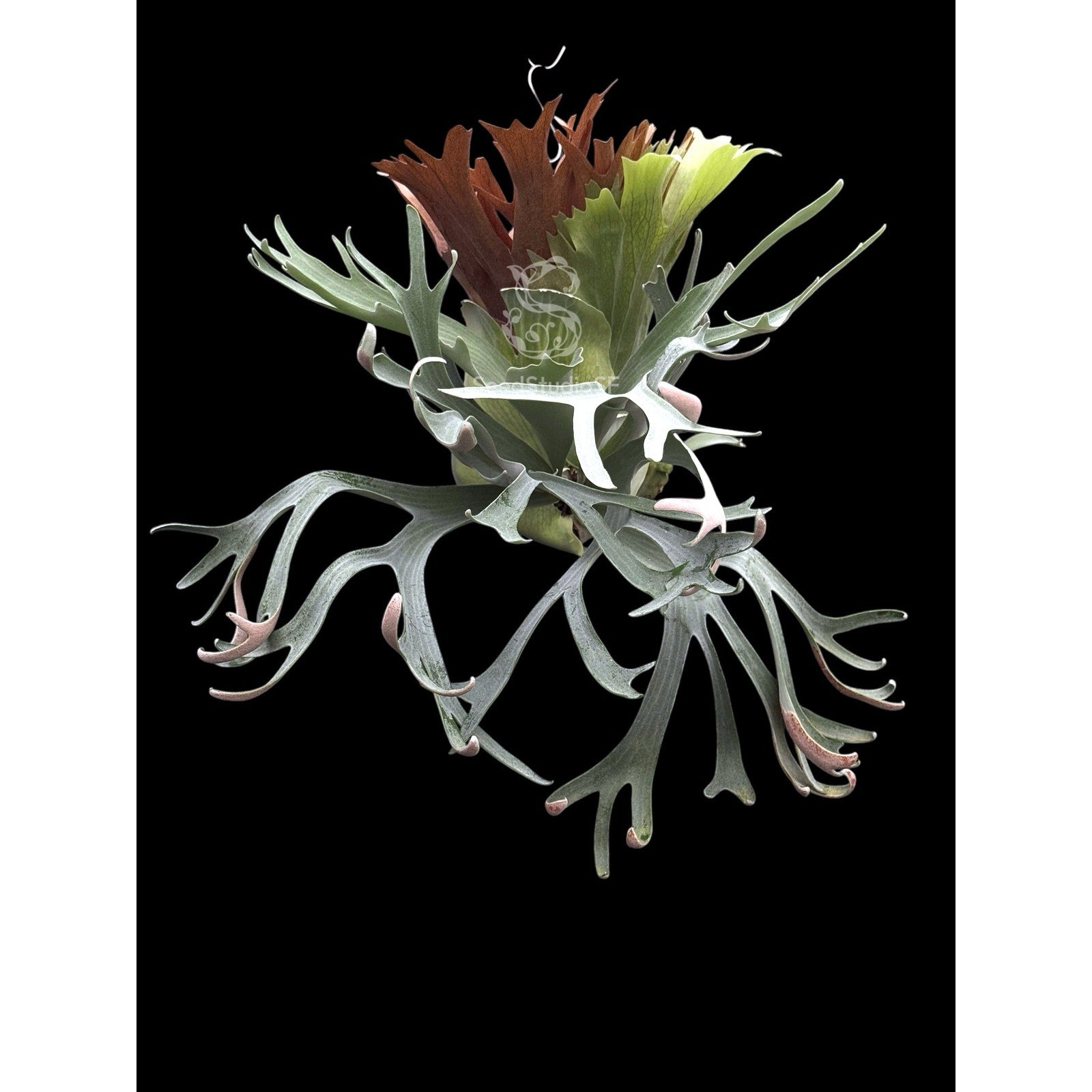 Platycerium 