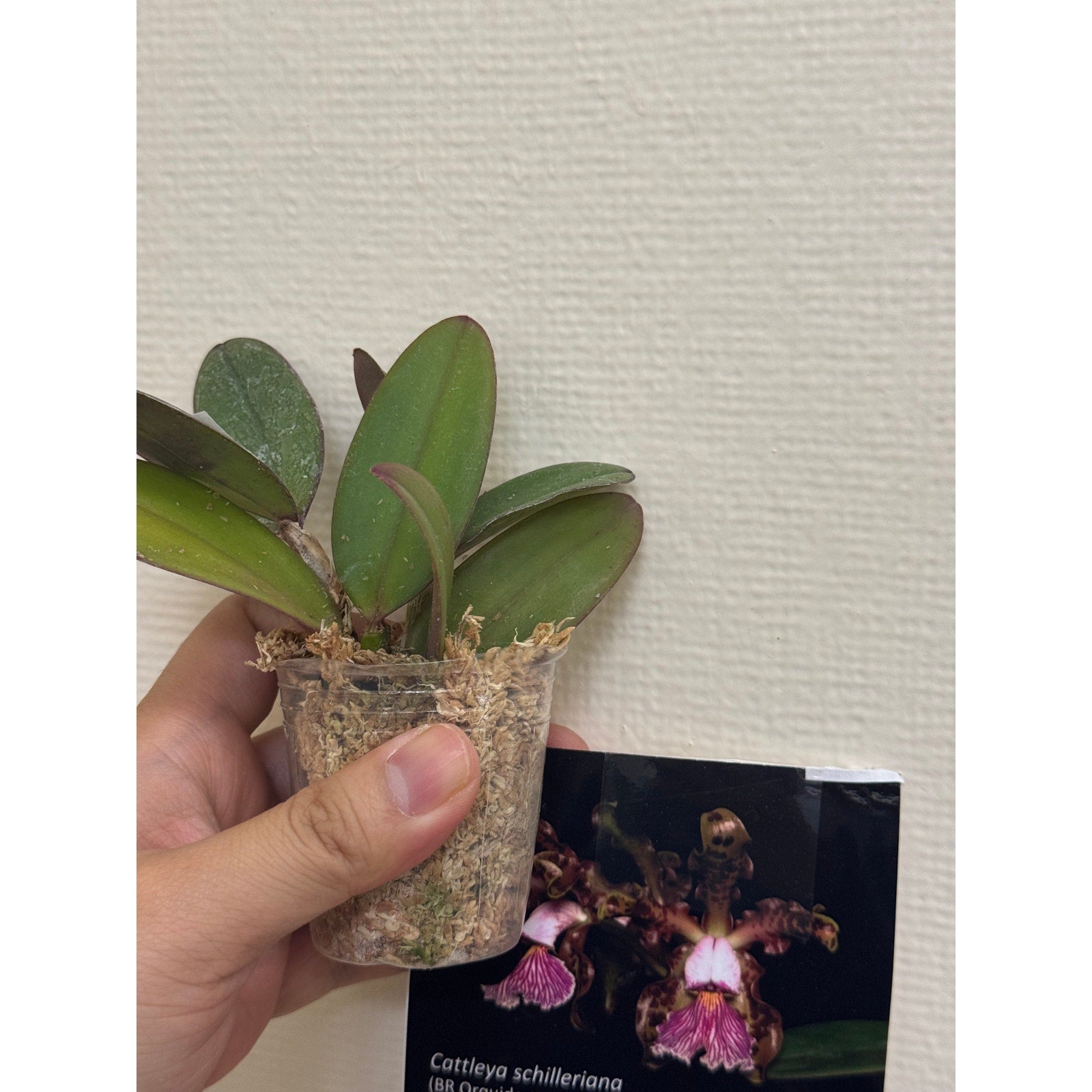 Cattleya schilleriana Rare collector orchid blooming size