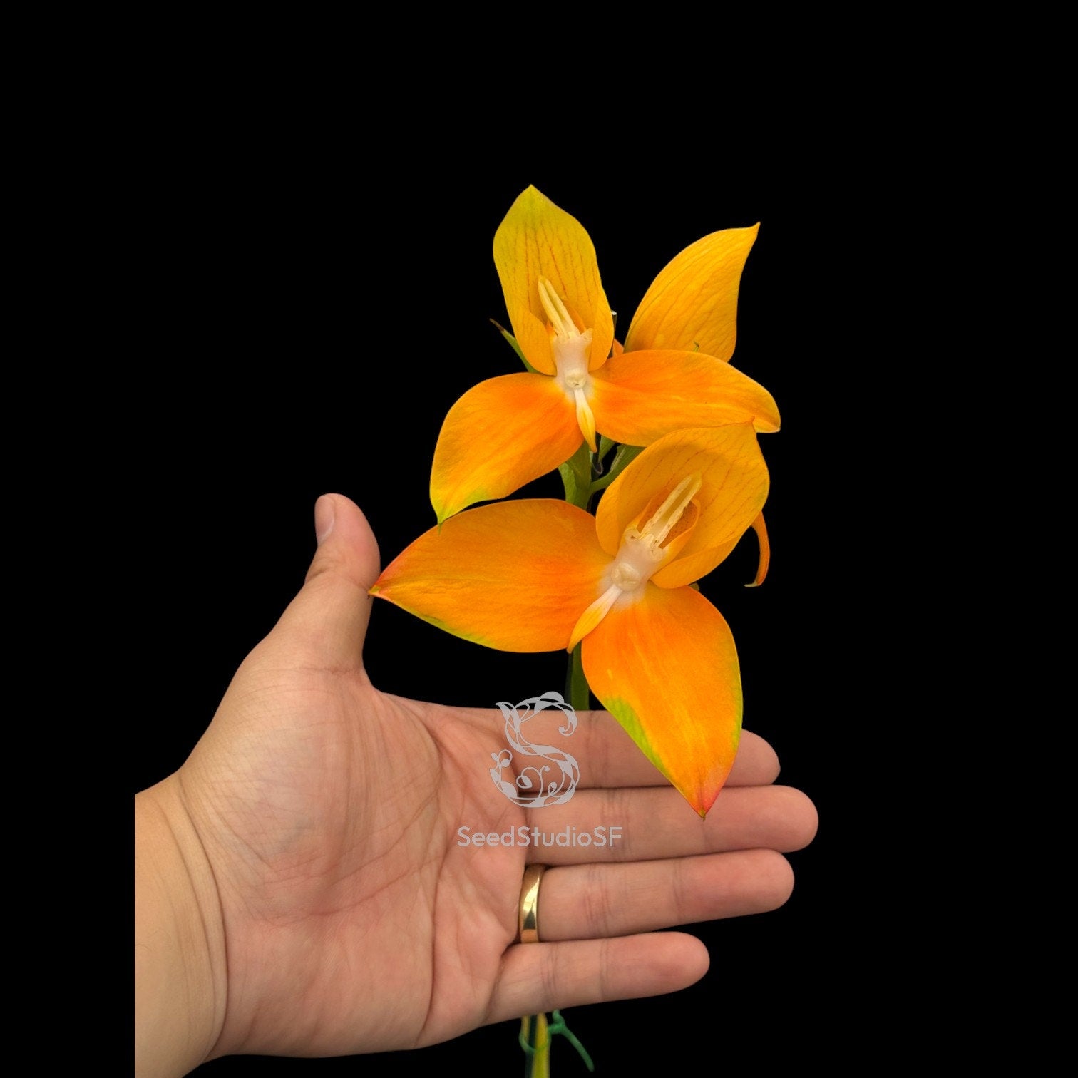Disa Watsonii ‘Seedstudio Golden Sunset’ AM/AOS RARE Collector orchid