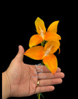 Disa Watsonii ‘Seedstudio Golden Sunset’ AM/AOS RARE Collector orchid