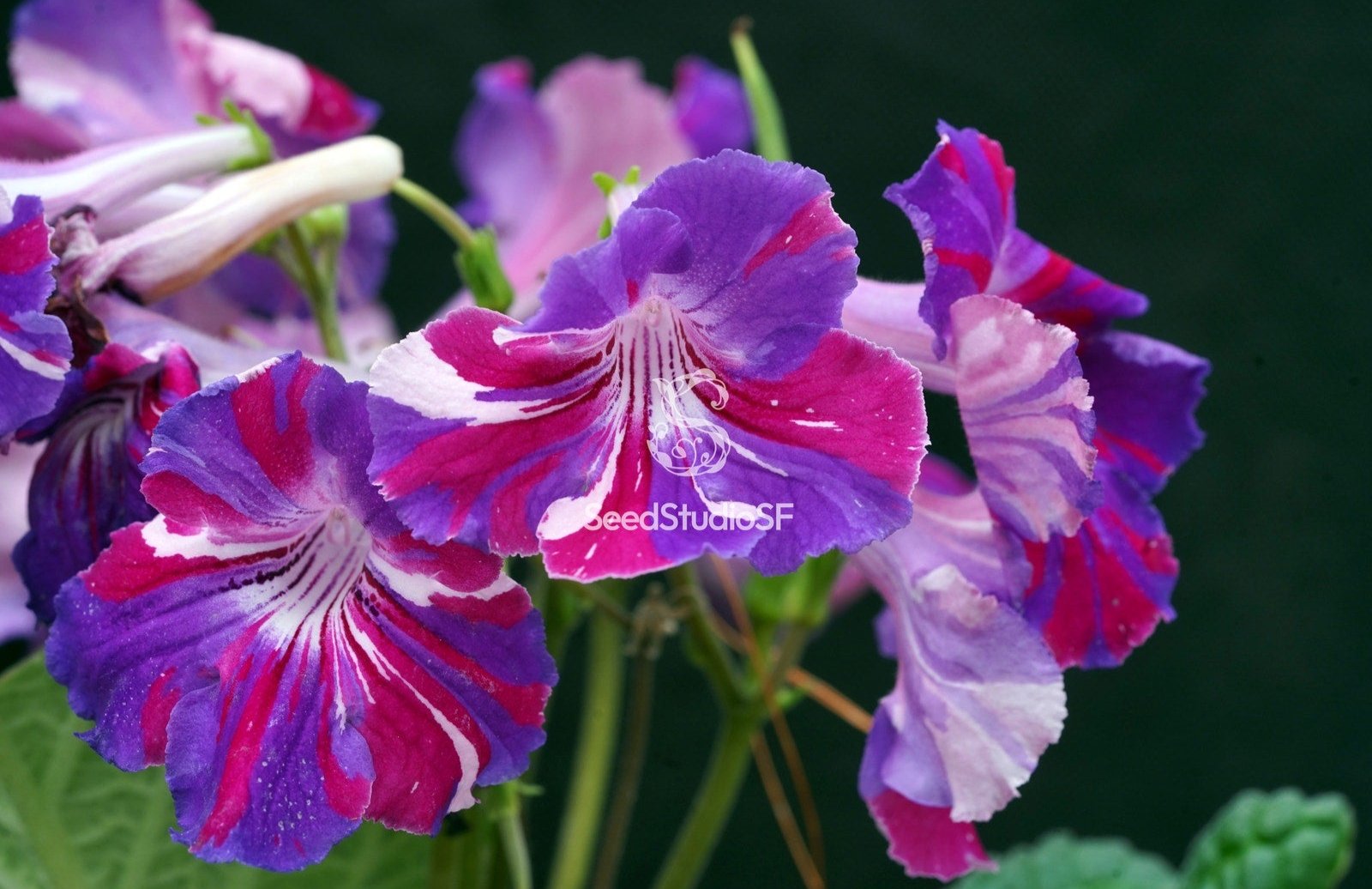 Streptocarpus [DS-1881 | DS-Kaleidoscope] | Year-Round Blooms