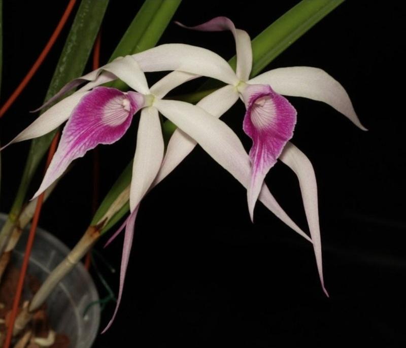 BrassoCattleya amethyst orchid blooming size Stunning Hybrid