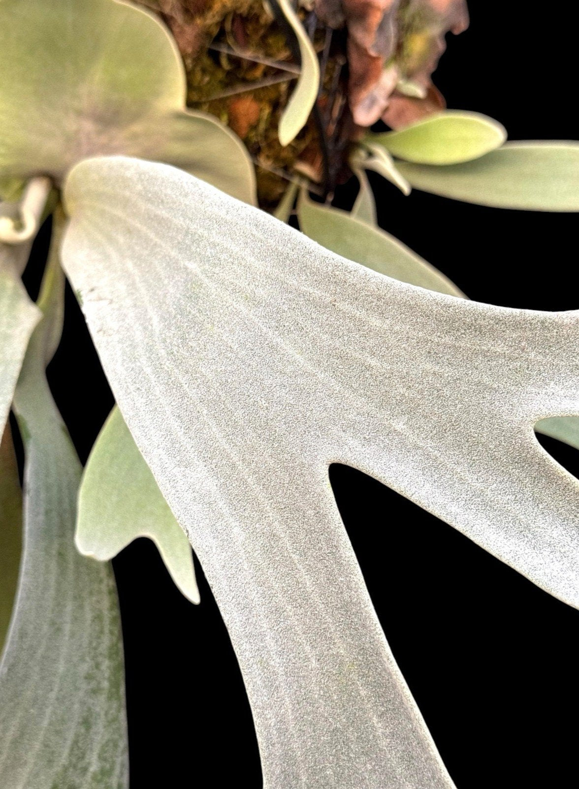 Platycerium “White Hawk” (OG) RARE tropical plants SEED STUDIO®