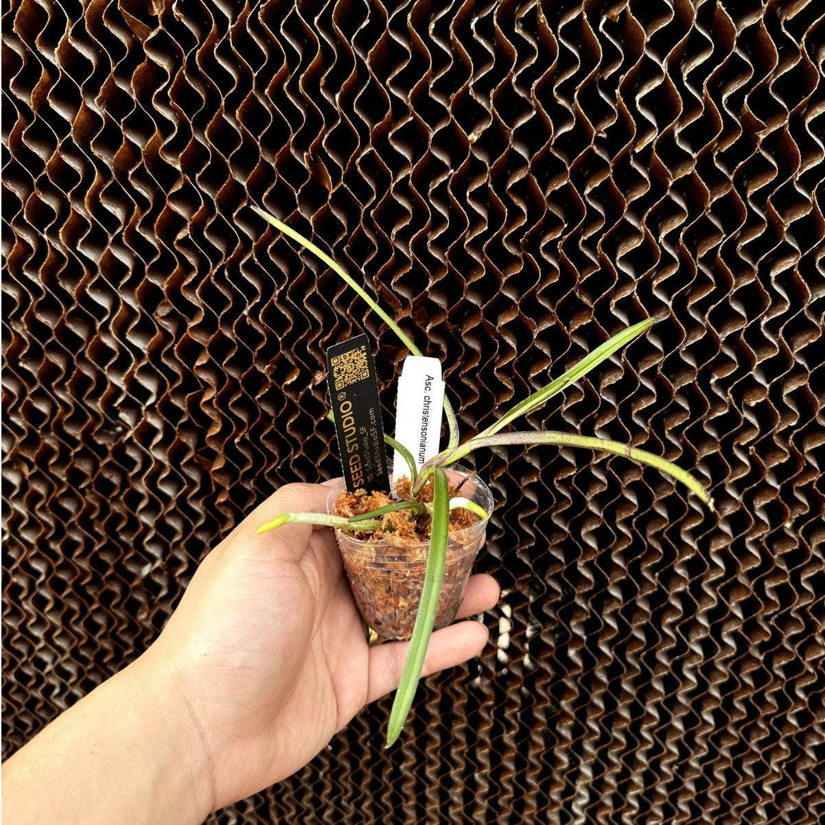 Ascocentrum christensonianum Compact Vibrant Blooms orchid blooming size