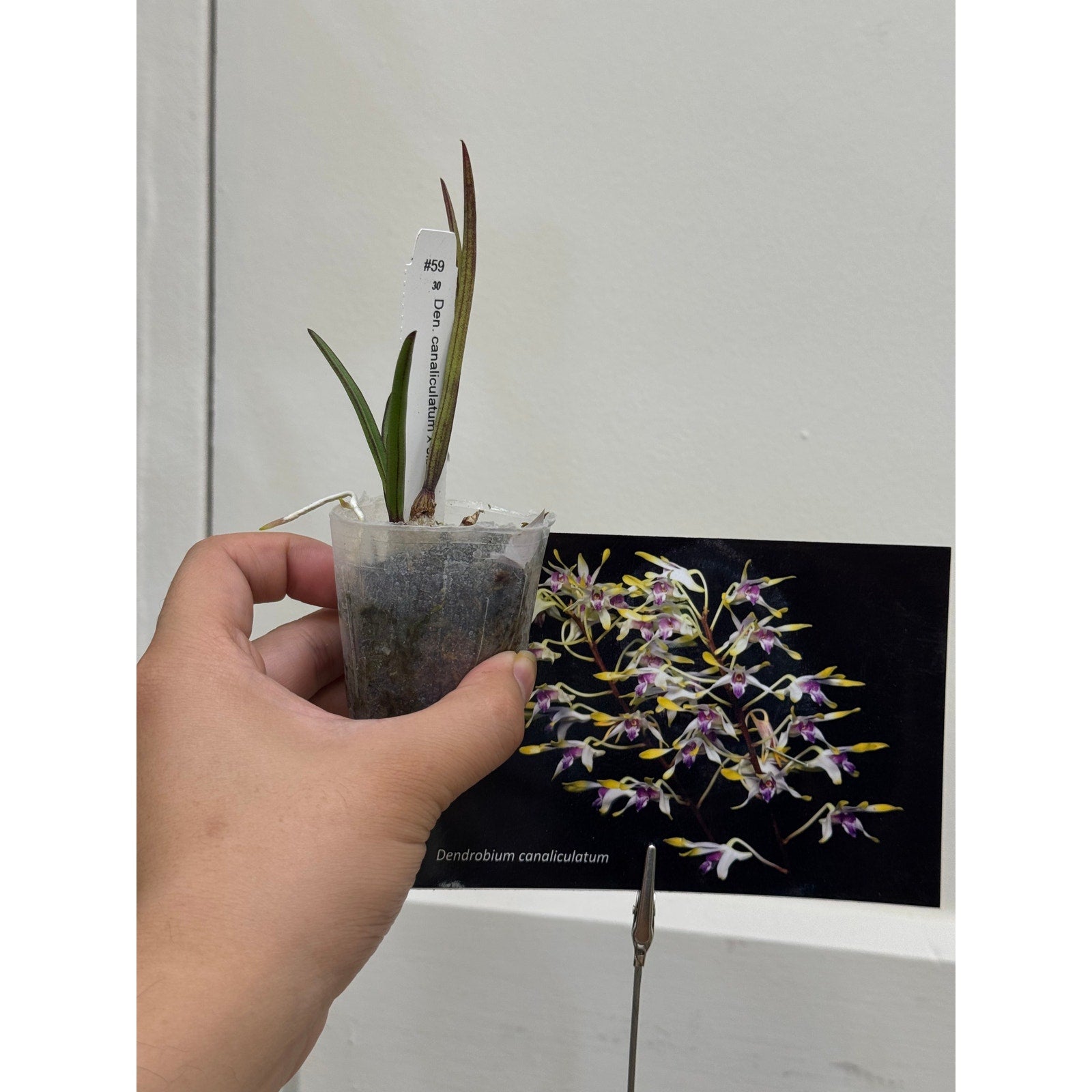 Dendrobium canaliculatum Rare collector orchid blooming size