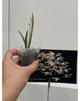 Dendrobium canaliculatum Rare collector orchid blooming size