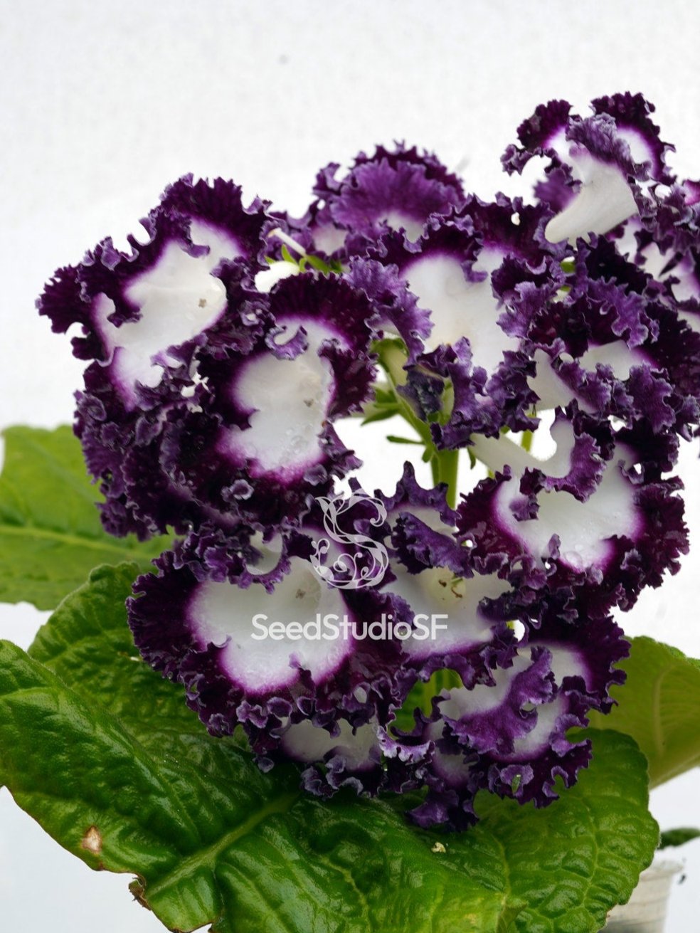 Streptocarpus [DS-2171 | DS-J'ai Ose] | Year-Round Blooms