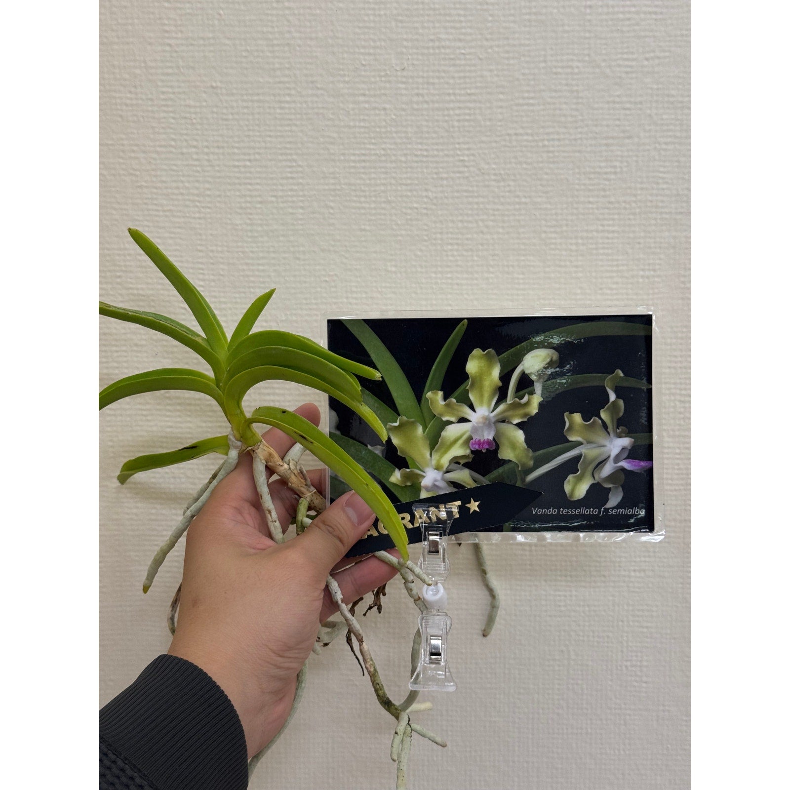 Vanda tessellata f.semialba Rare collector orchid blooming size