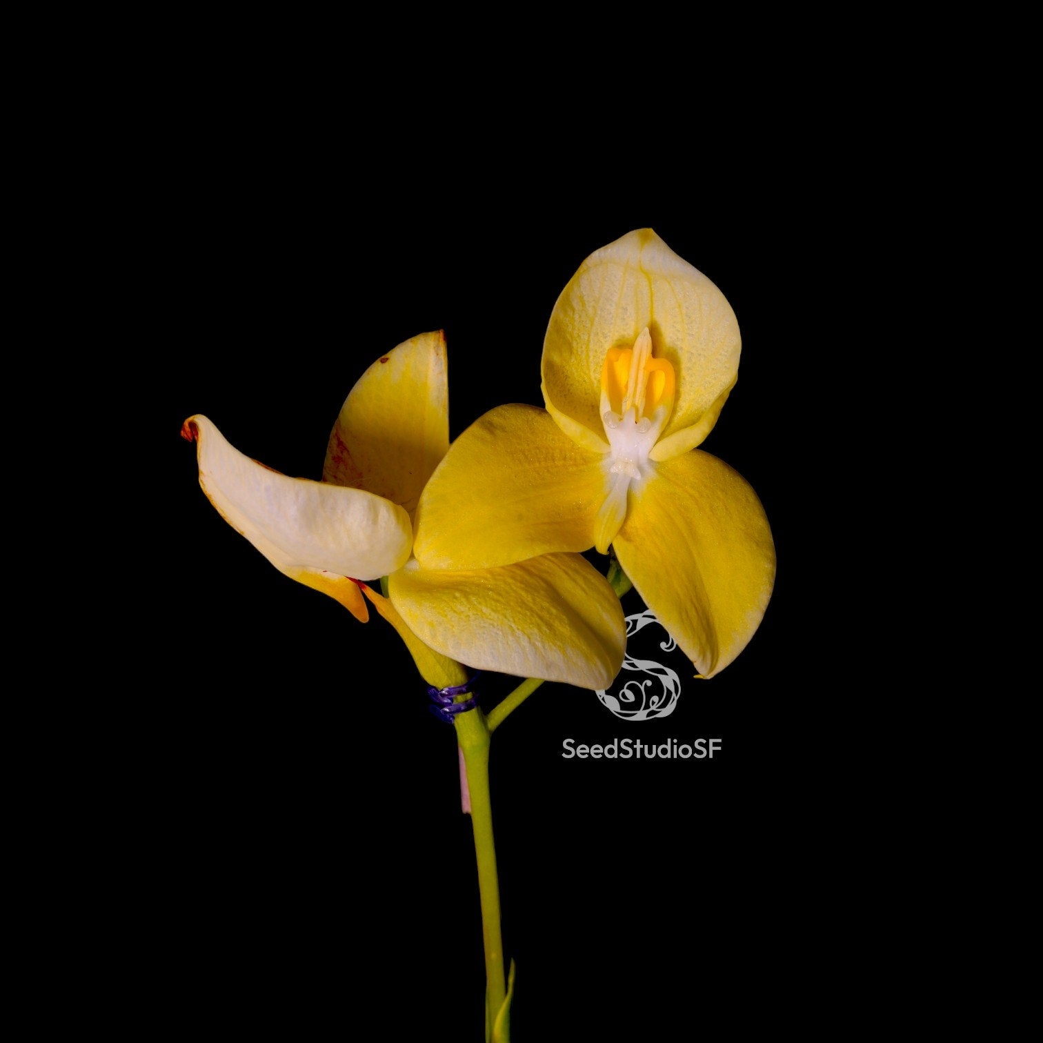 Disa uniflora yellow selected RARE Collector Orchid