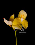 Disa uniflora yellow selected RARE Collector Orchid