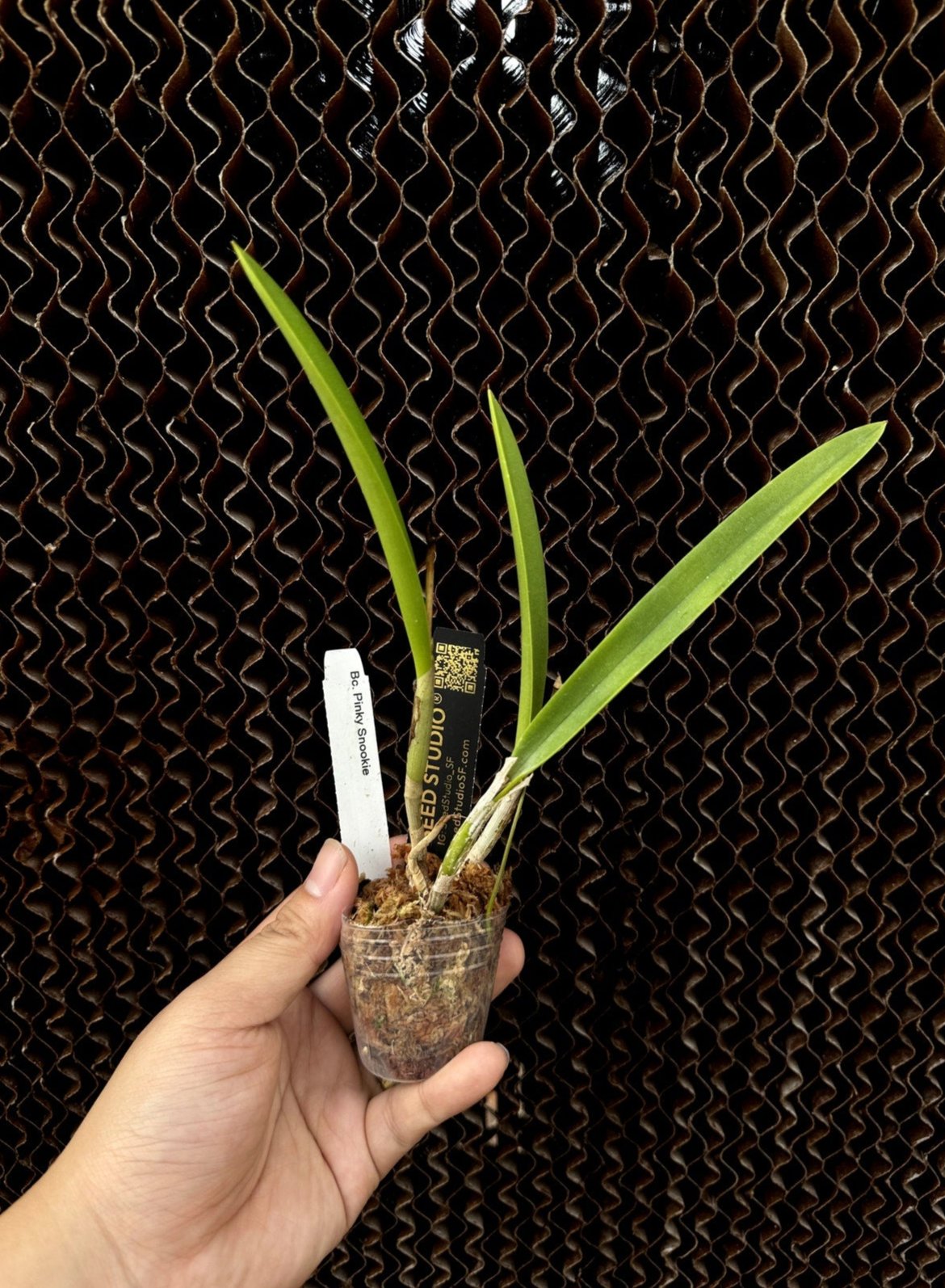 Brassocattleya "Pinky Snookie" orchid blooming size