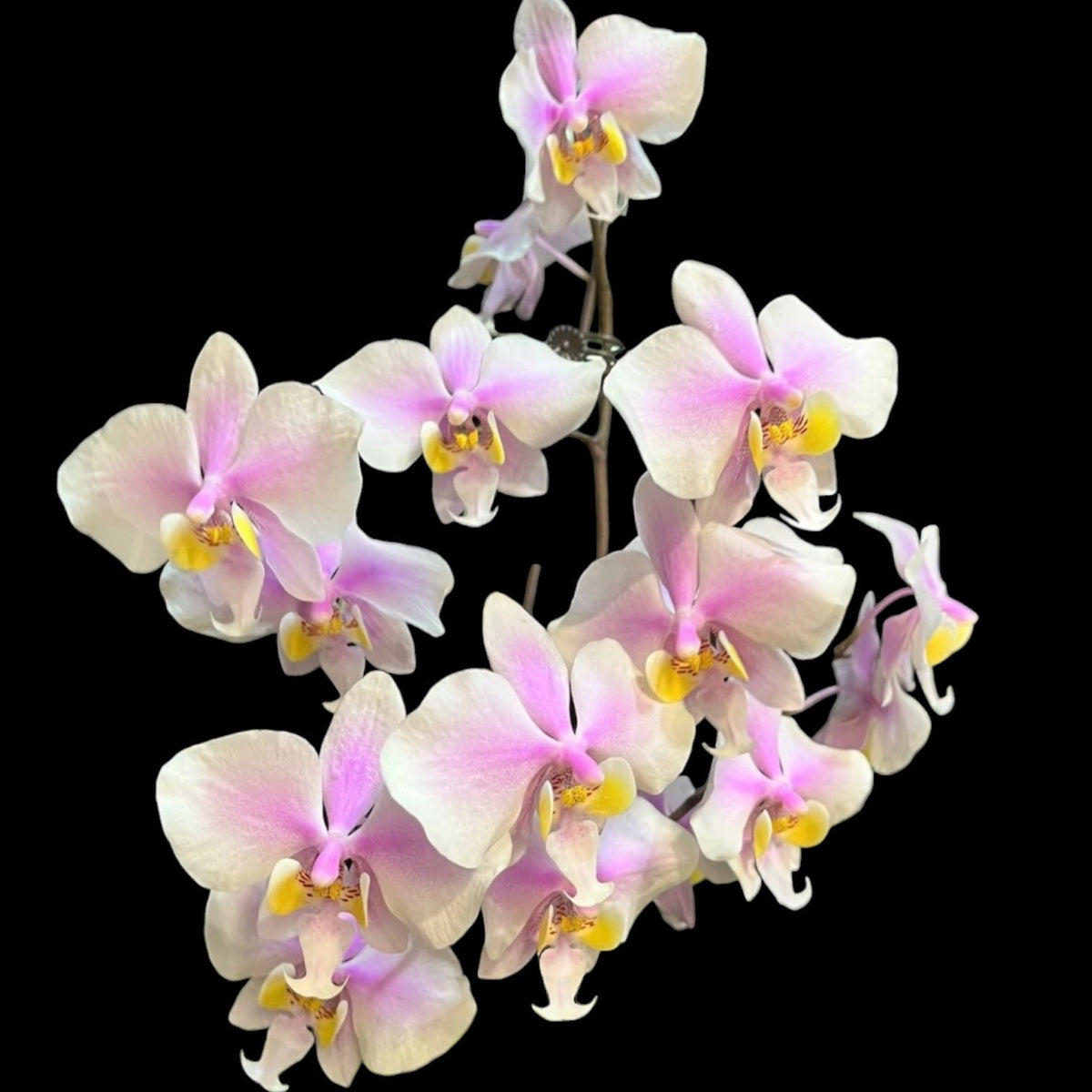 Phal schilleriana x philippinensis Rare collector orchid blooming