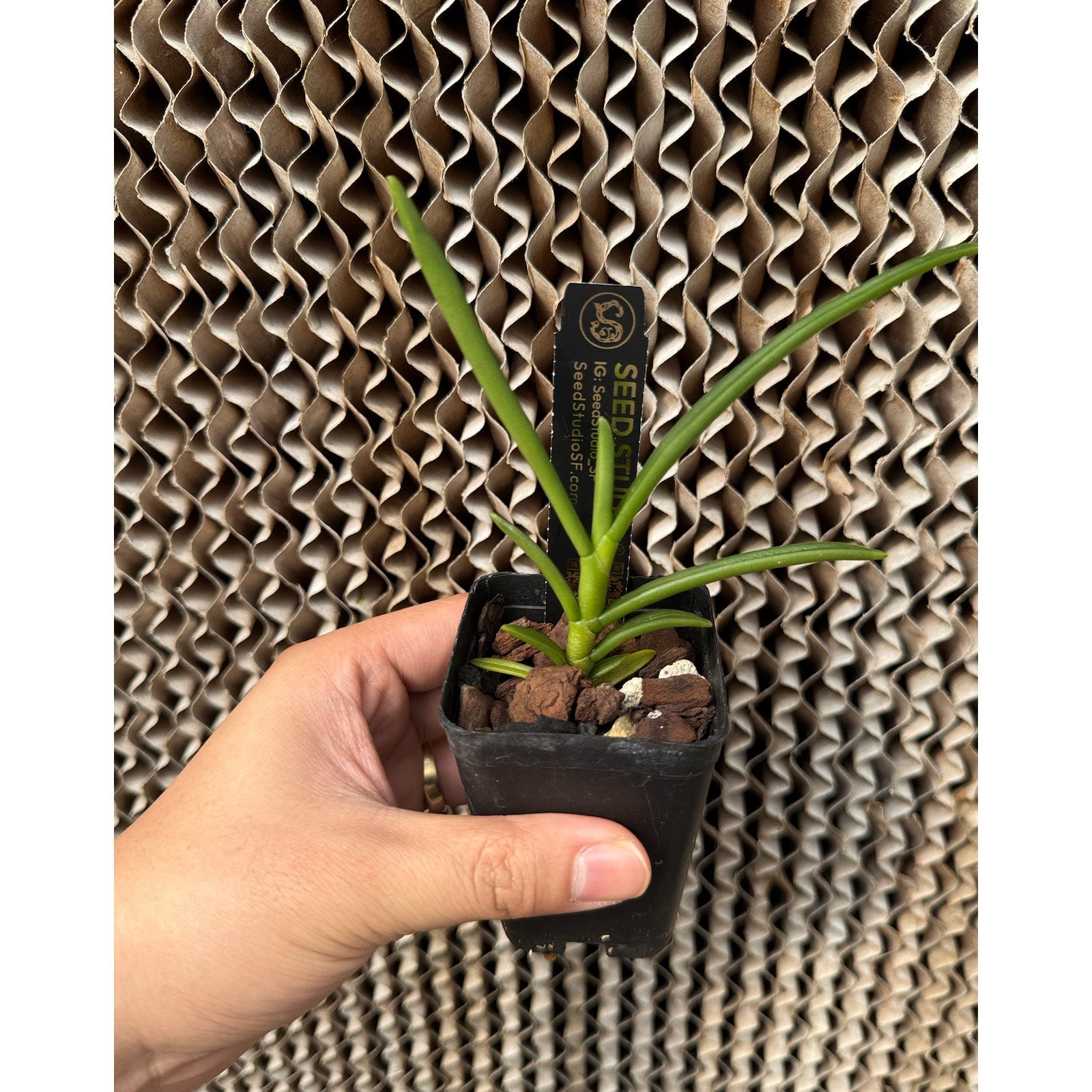 Cleisocentron gokusingii blue flower rare orchid size