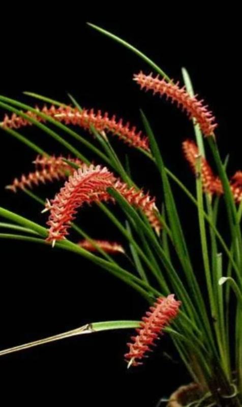 Dendrochilum wenzelii Elegant Orchid with Cascading Red Blooms