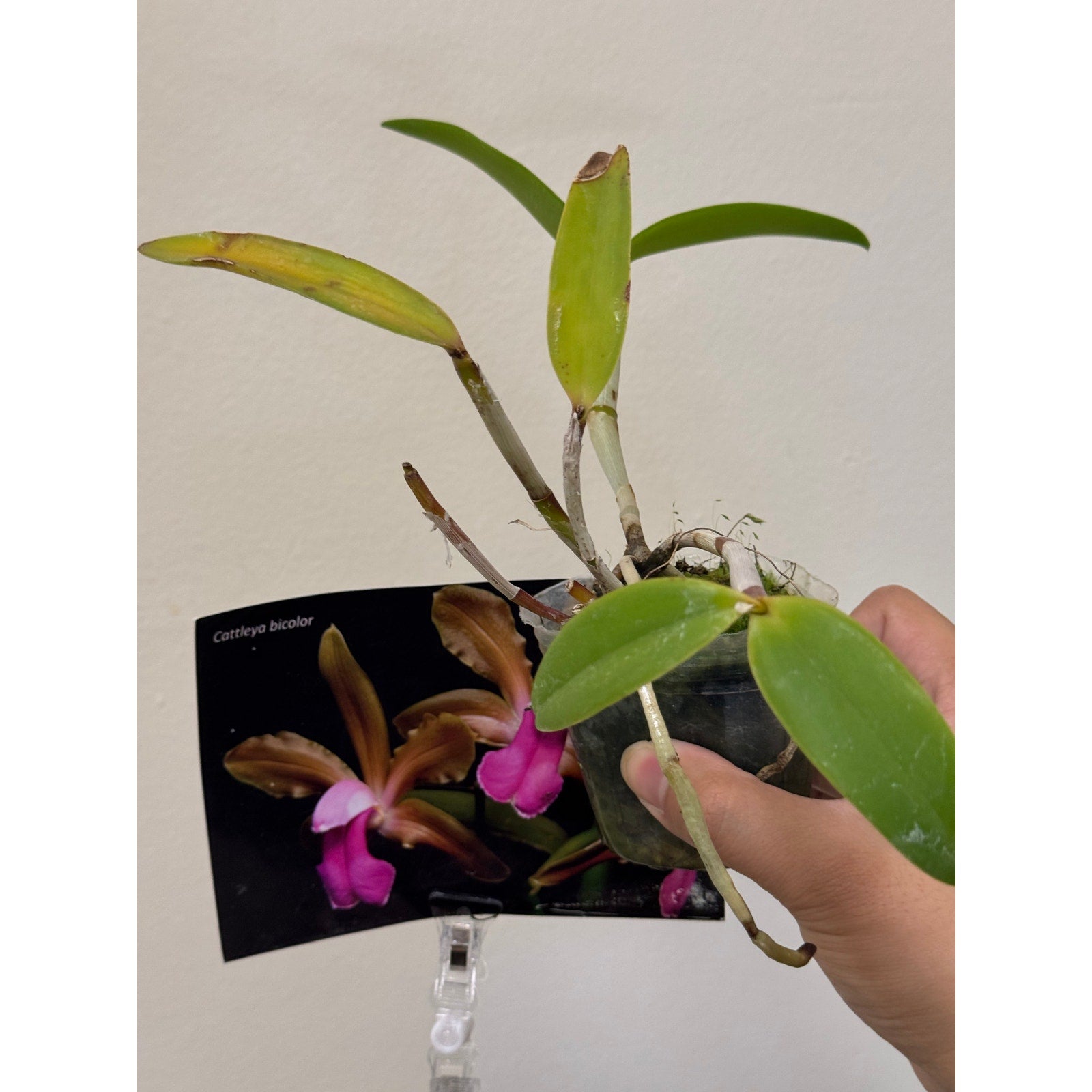 Cattleya bicolor Rare collector orchid blooming size