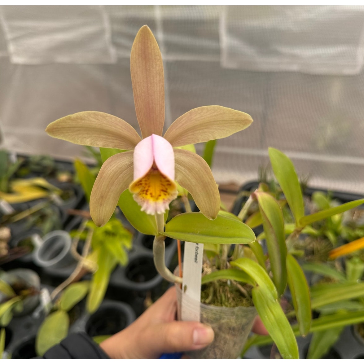 Cattleya forbesii RARE Collector orchid blooming size