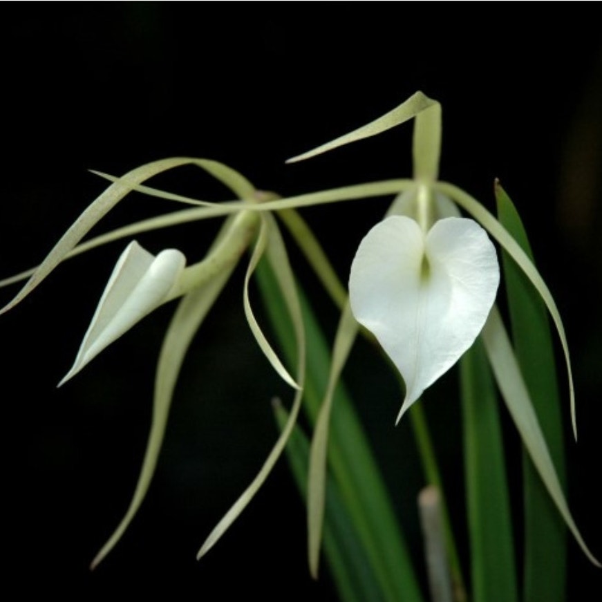 Brassavola nodosa 'Panama Soiree' orchid blooming size Fragrant