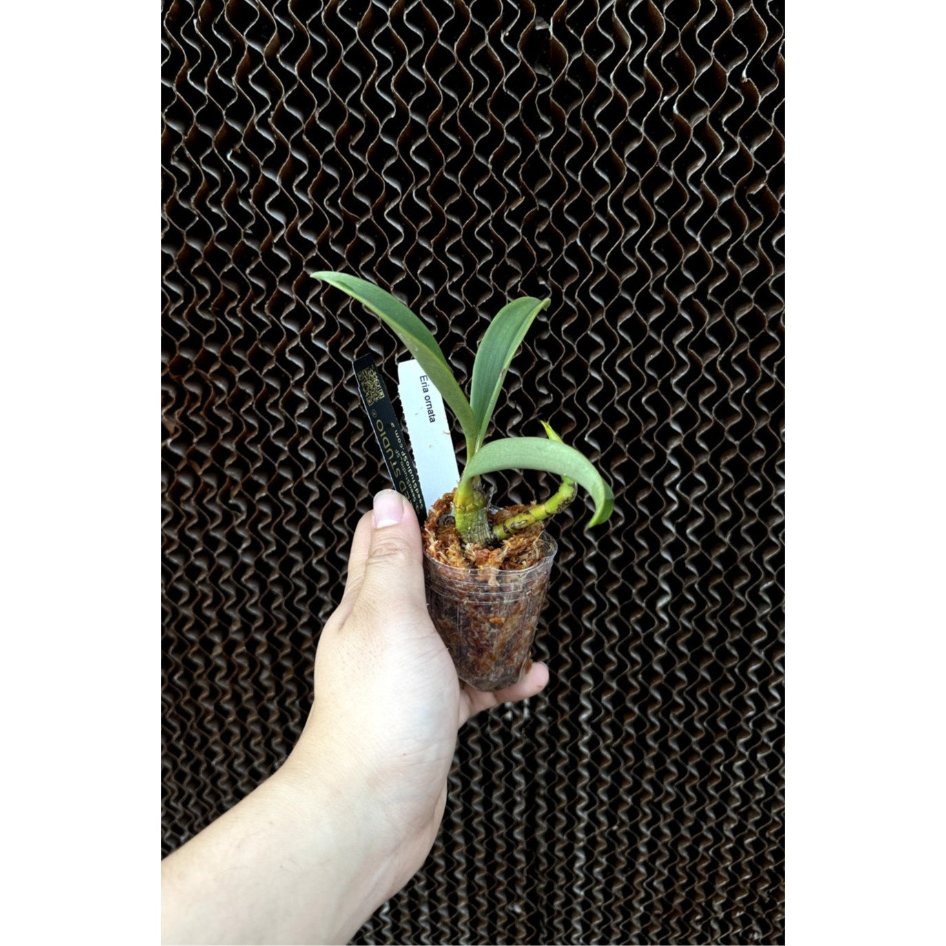 Eria ornata Unique Orchid with Fuzzy Flowers rare