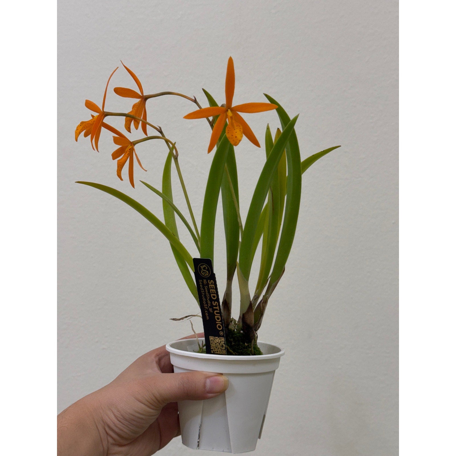 Pcv. Golden Peacock Rare collector orchid blooming size