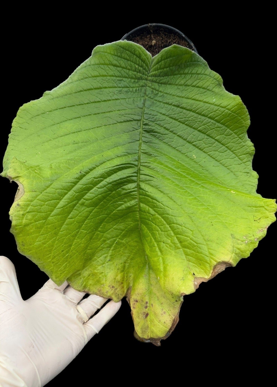 Streptocarpus cooperi – Unique Species, Semi-Mature SEED STUDIO®