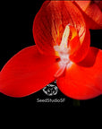 Disa uniflora "Seed Studio Ruby Crown" (AM/AOS) Rare collector orchid