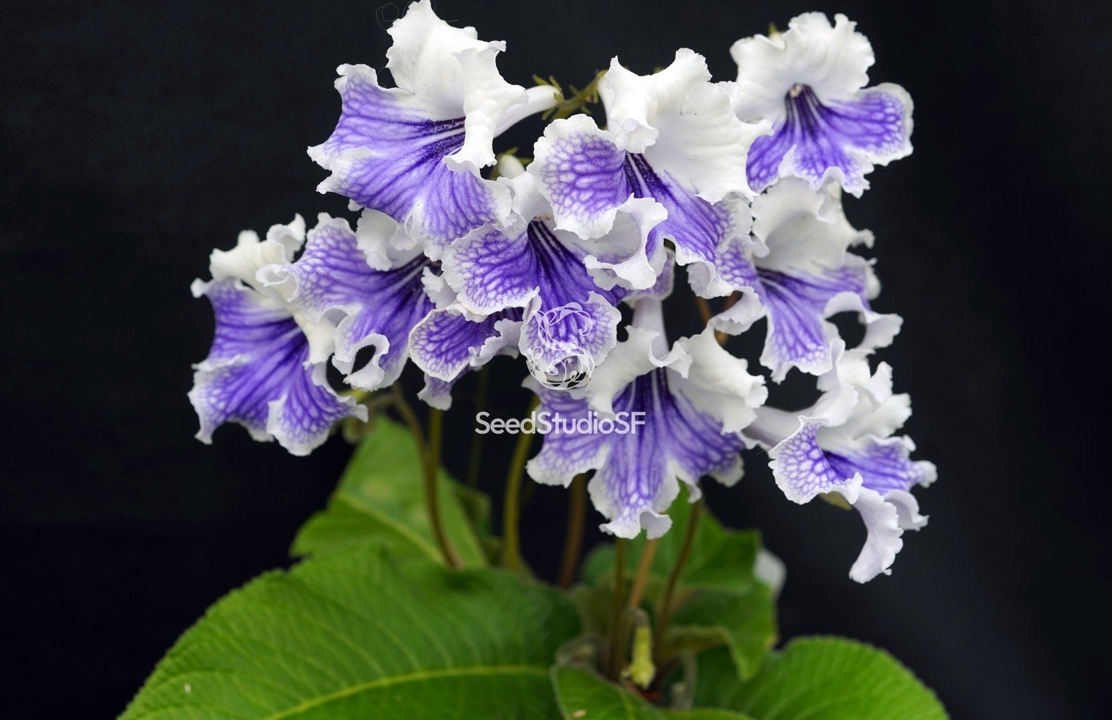 Streptocarpus [Orchid Pavilion] | Year-Round Blooms
