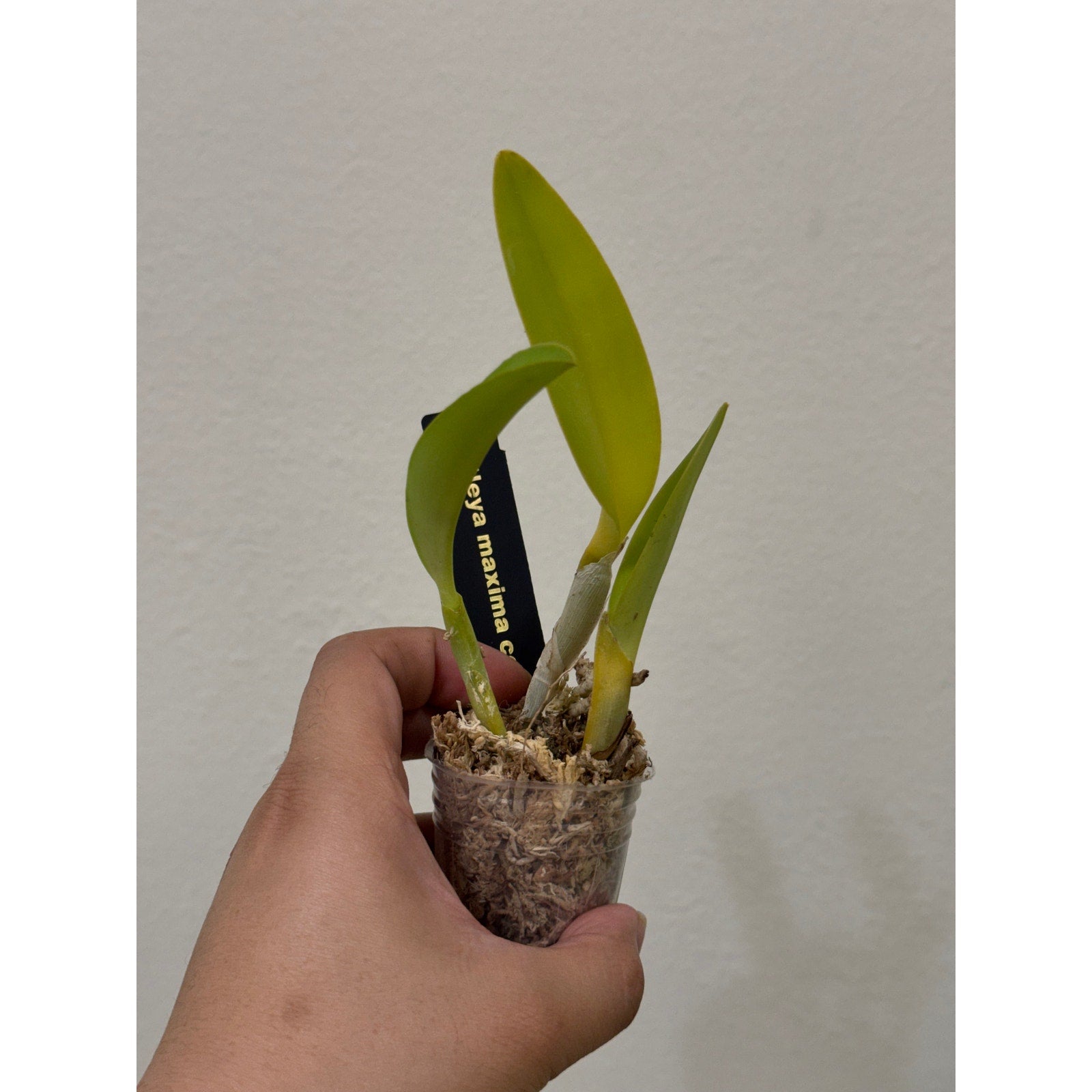 Cattleya maxima coerulea Rare collector orchid special color