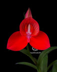 Disa uniflora "Seed Studio Ruby Crown" (AM/AOS) Rare collector orchid