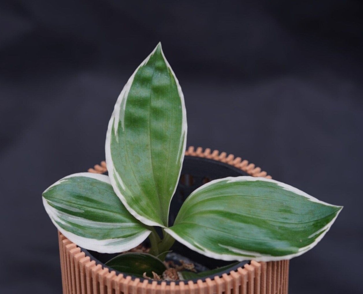 Liparis formosana variegated orchid