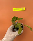 Cattleya alaorii Rare collector orchid blooming size