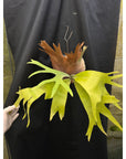Platycerium SS Foong with verdipot mature size RARE tropical plants US Seller SEED STUDIO®