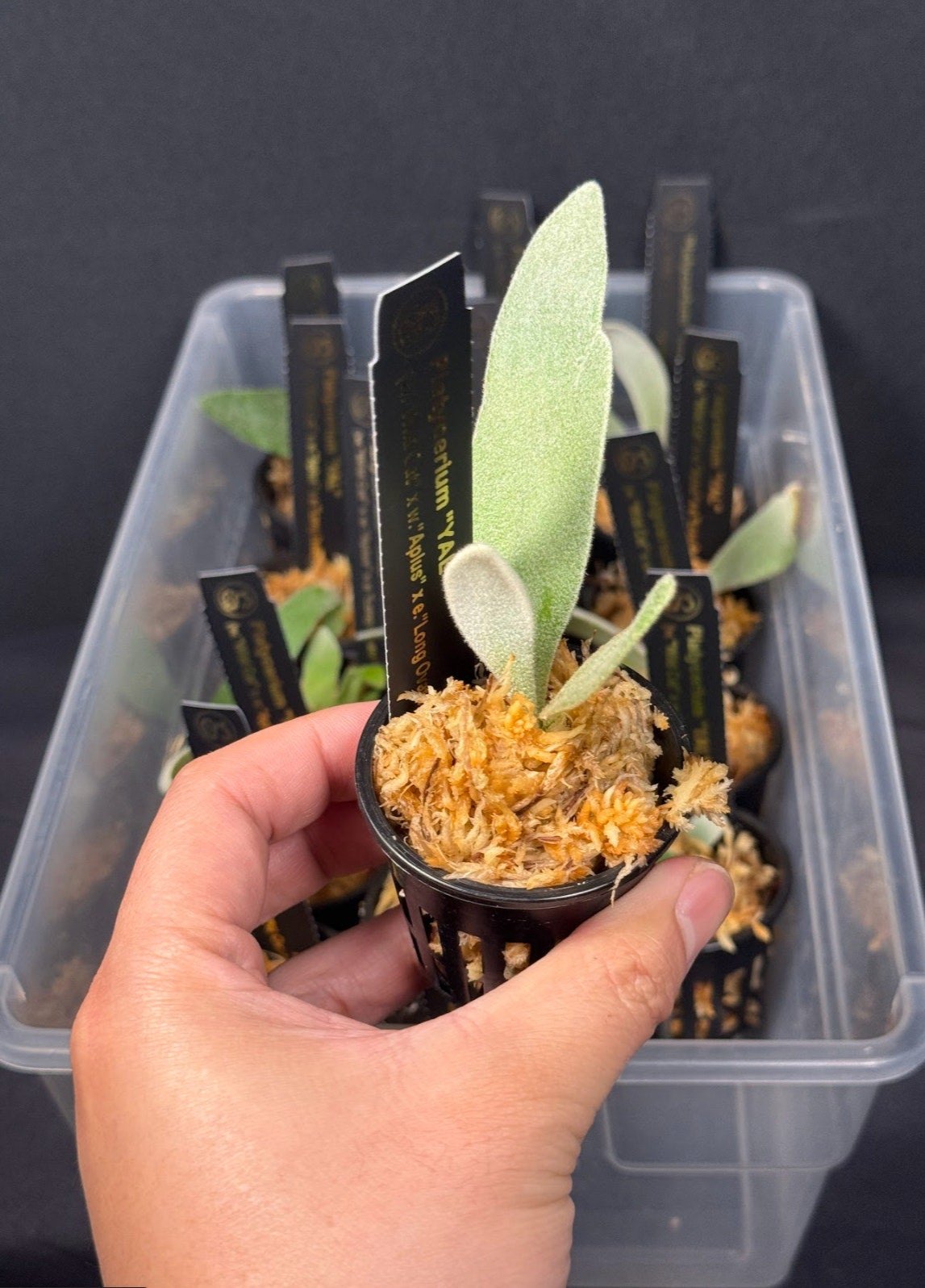 Platycerium "YAL" PUP RARE tropical plants SEED STUDIO® US Seller