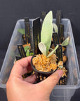 Platycerium "YAL" PUP RARE tropical plants SEED STUDIO® US Seller