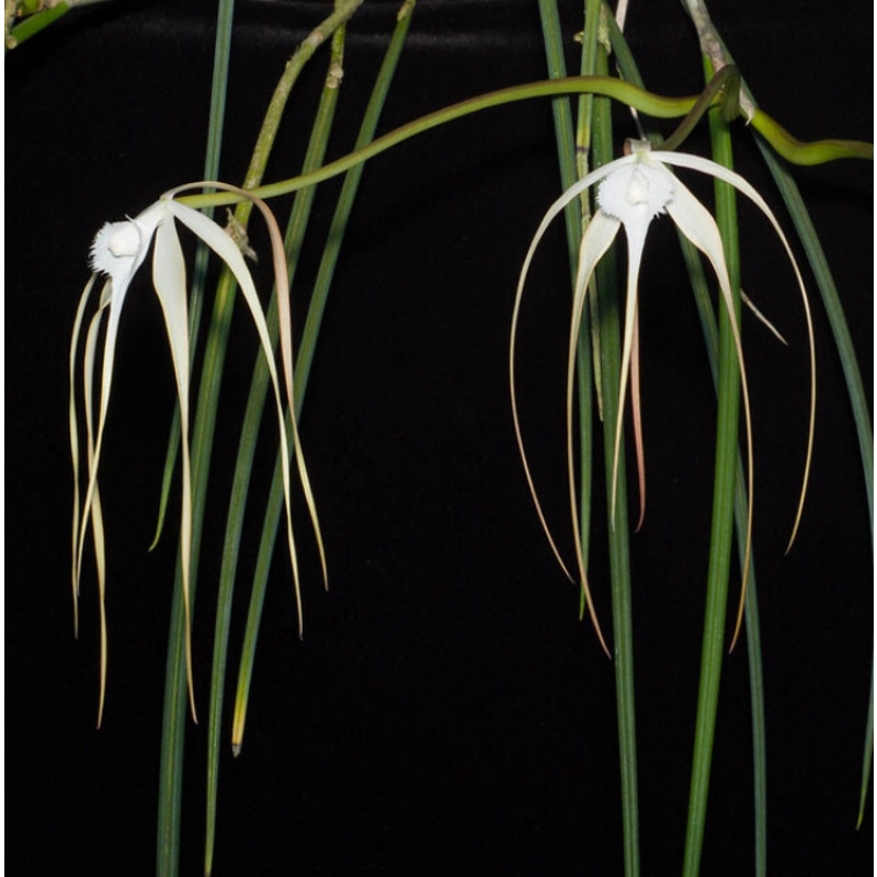 Brassavola cucullata - Unique Orchid with Long, Spidery Blooms