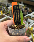 Disa Watsonii ‘Seedstudio Golden Sunset’ AM/AOS RARE Collector orchid