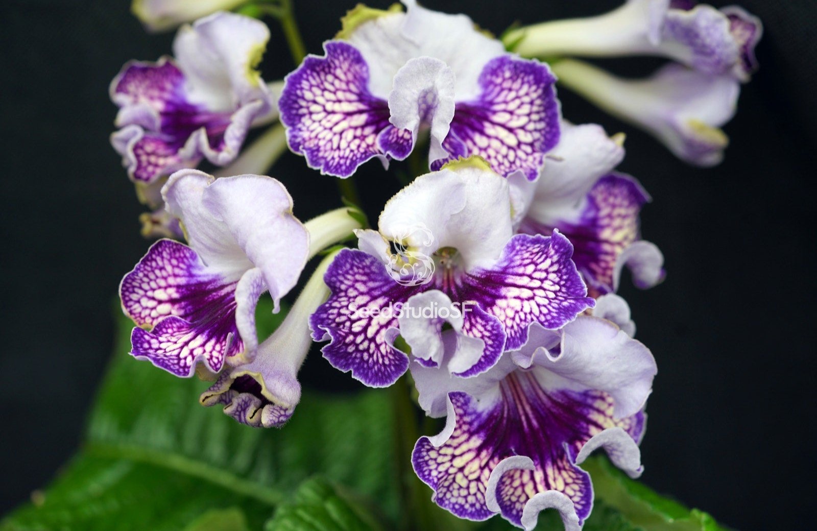 Streptocarpus [BAT-Bird] | Year-Round Blooms
