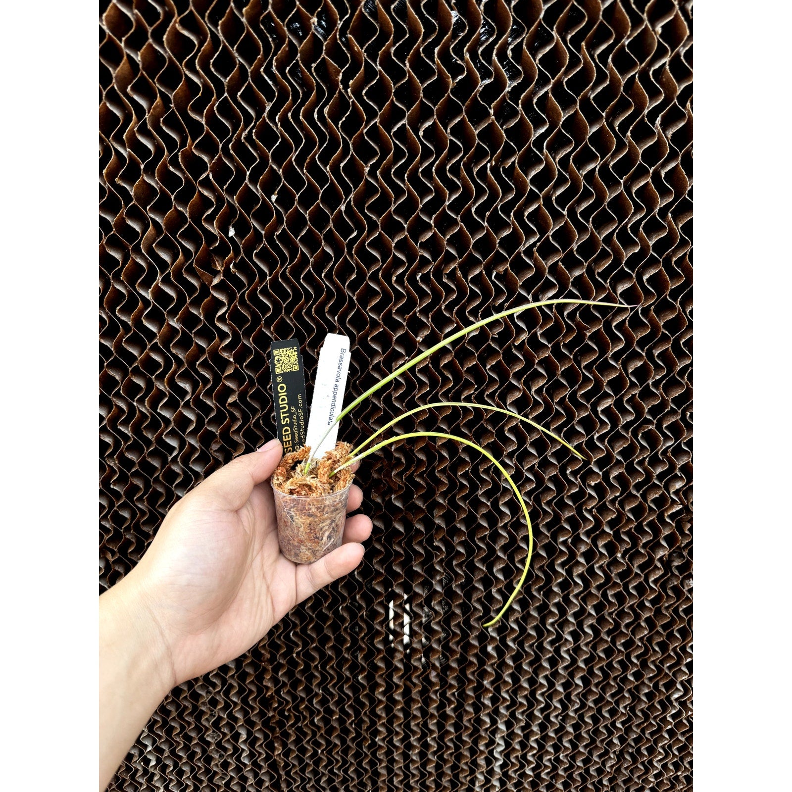 Brassavola appendiculata - Elegant Orchid with Fragrant White Blooms