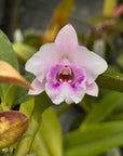 Cattleya alaorii Rare collector orchid blooming size