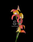 Disa Auratkew RARE Collector Orchid