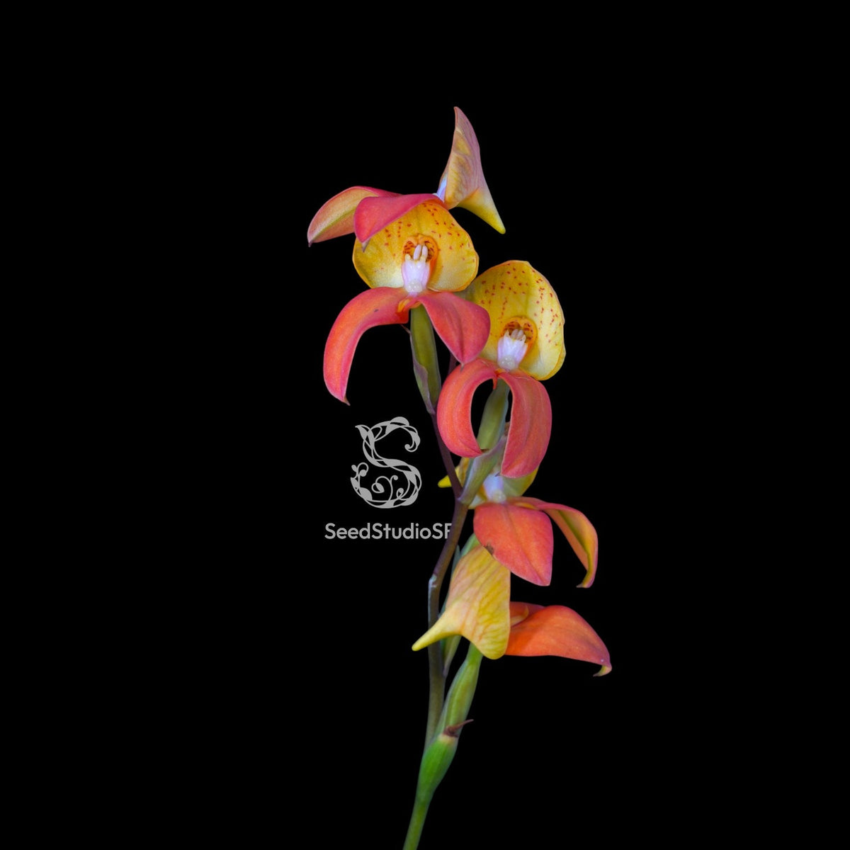 Disa Auratkew RARE Collector Orchid – SEED STUDIO COLLECTIONS