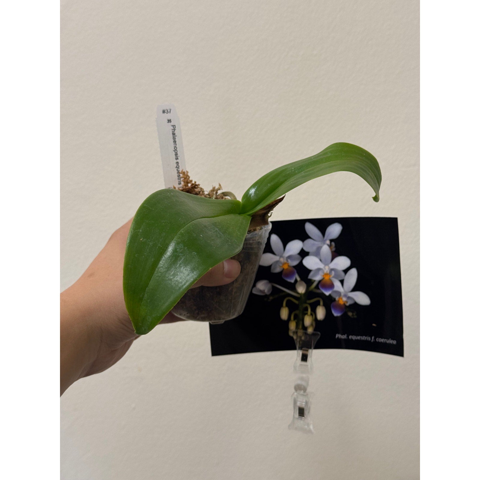 Phalaenopsis equestris f. coerulea Rare collector orchid blooming size