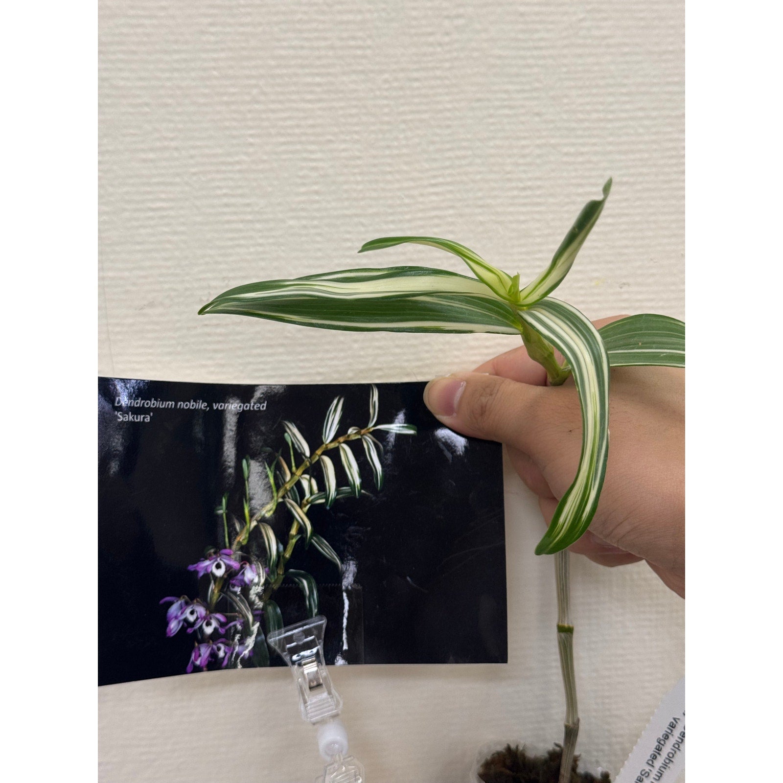 Dendrobium nobile "sakura" VARIEGATED Rare collector orchid