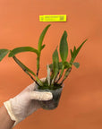 Guarianthe skinneri f. coerulea Rare collector orchid blooming size